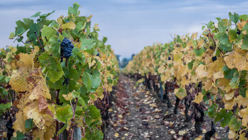 Autumn vines with ripe grapes near Beaune, Burgundy