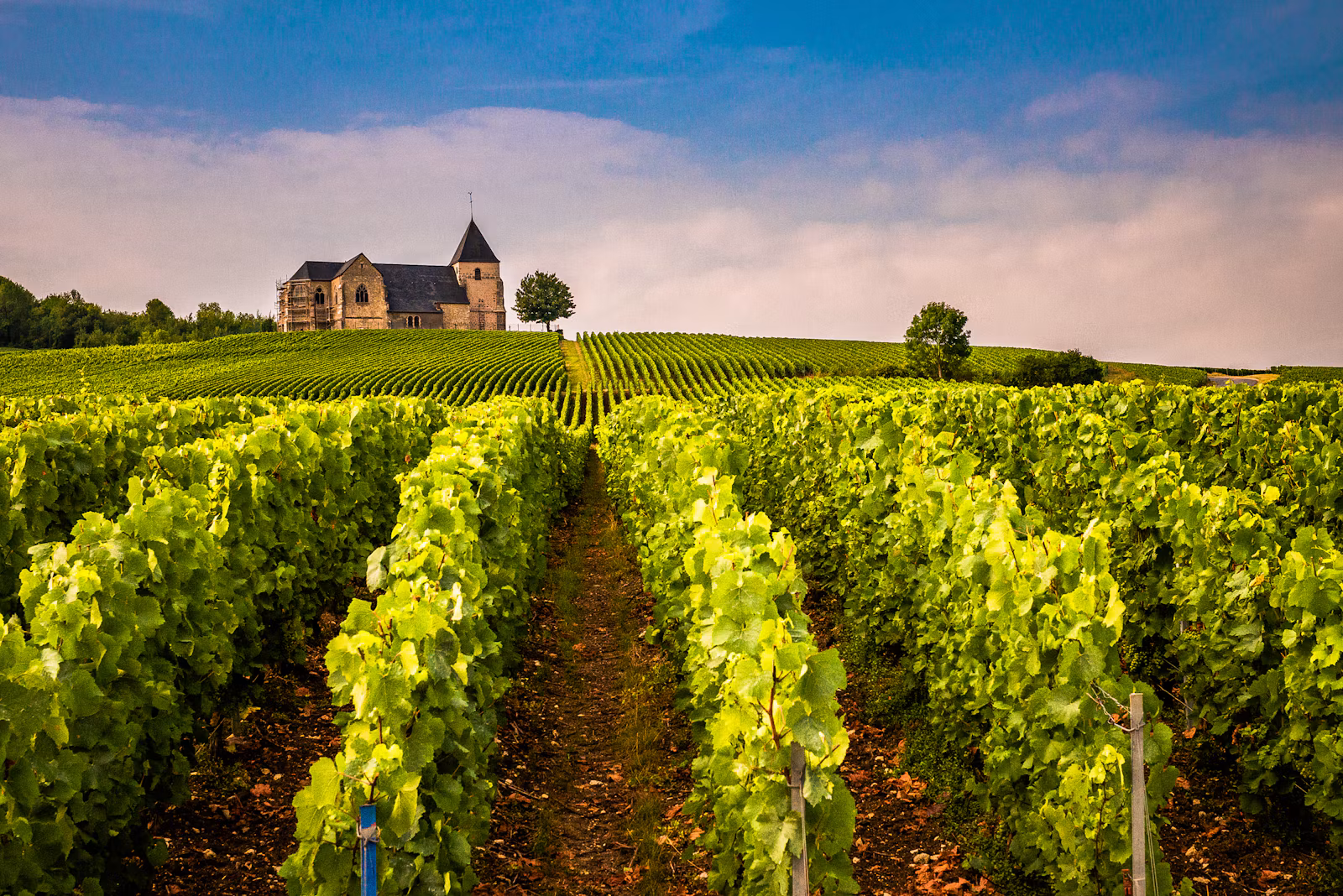 Champagne vineyards below the church of Chavot-Courcourt